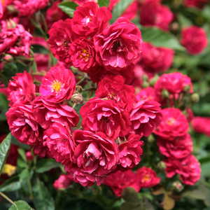 Красная - Полиантовая роза 